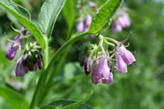 Borago officinalis